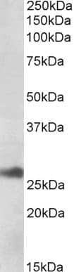 Polyclonal Goat anti-Human ERdj4 / DNAJB9 Antibody (aa61-75, WB)