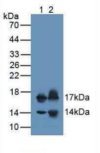 NPPB / BNP Antibody (Cy3)