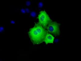 p66 / SHC Antibody (clone OTI3A1)