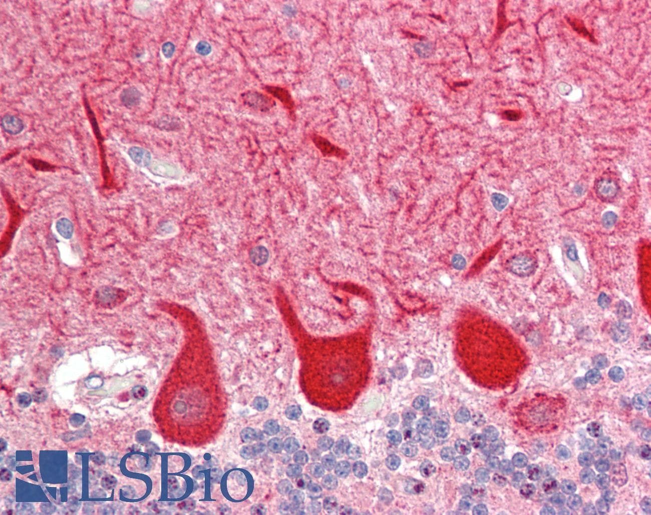 HOMER3 / Homer 3 Antibody (aa82-131)