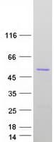 Human APG4B / ATG4B Protein (Recombinant Myc-DDK (Flag))