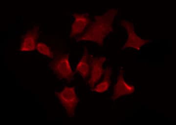 OR51G2 Antibody