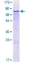 Human ZNF773 Protein (Recombinant GST)