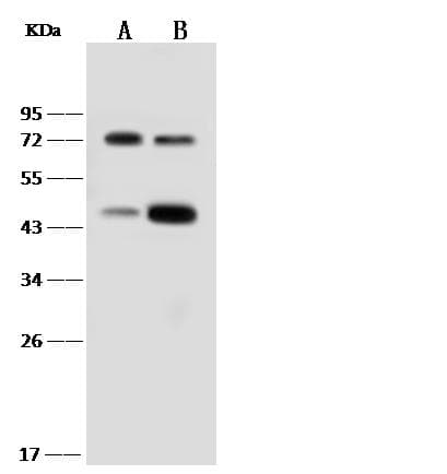 Monoclonal Rabbit anti-Human AcPL / IL18RAP Antibody (clone 290, Preservative Free, WB)