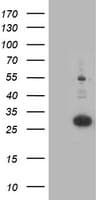 PNPO Antibody (clone OTI3B3)