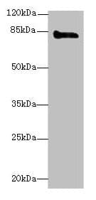 KEL / CD238 Antibody