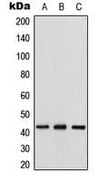 GJA1 / CX43 / Connexin 43 Antibody (C-Terminus)