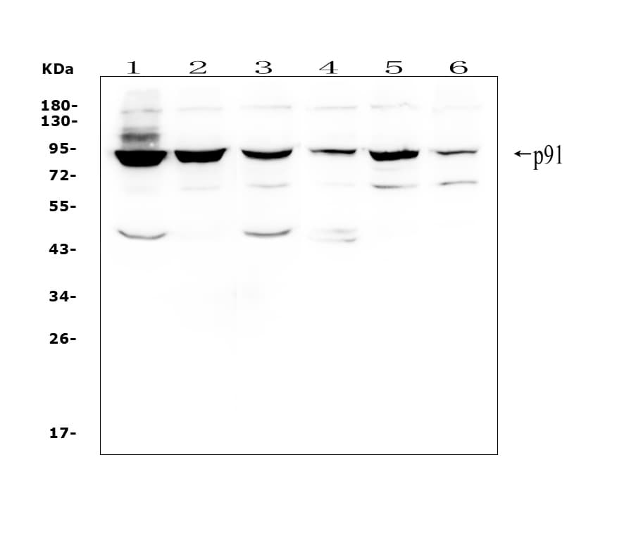 STAT1 Antibody