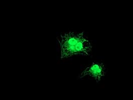 GDAP1L1 Antibody (clone OTI1G5)