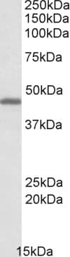 IHC-plus™ GPR17 Antibody (aa353-366)