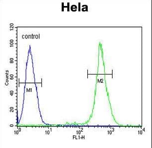 EBP Antibody (aa1-30)