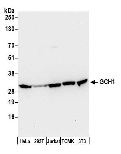 GTPCH1 / GCH1 Antibody (aa50-100)