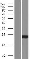 CLECSF6 / DCIR Protein (Over-Expression Lysate Myc-DDK (Flag))
