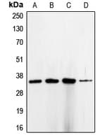 CDK1 / CDC2 Antibody (Internal)