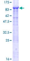 Human PH4 / P4HTM Protein (Recombinant GST)