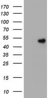 PathPlus™ CD4 Antibody (clone 7F2)
