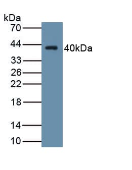 WNT4 Antibody