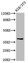 TOB1 / TOB Antibody