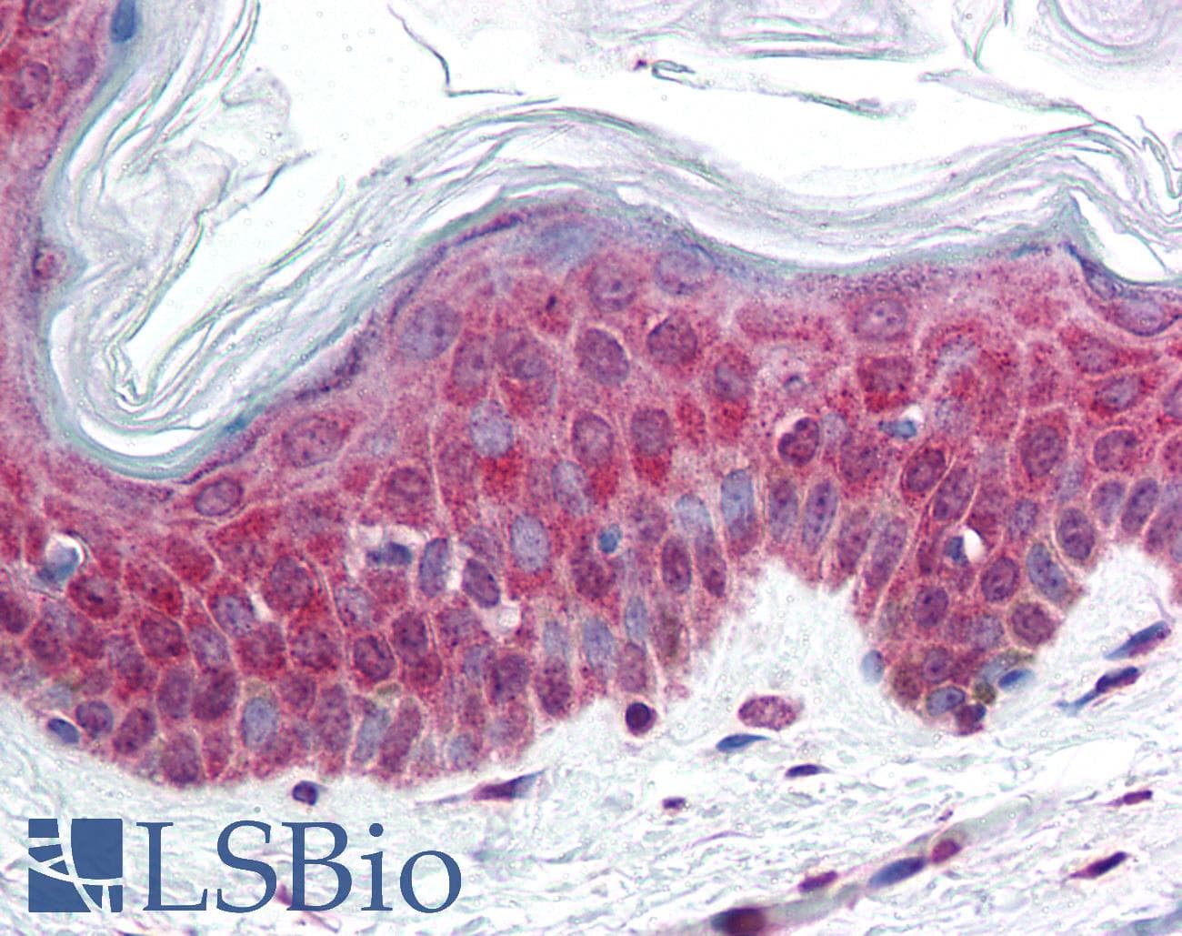 IHC-plus™ CASR/Calcium Sensing Receptor Antibody (N-Terminus, clone HL 1499)