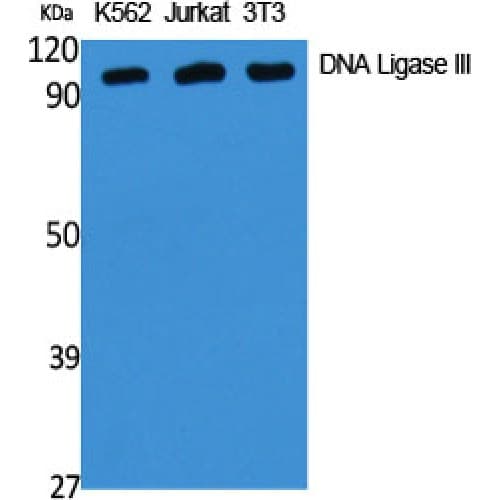 LIG3 / DNA Ligase III Antibody (110-190 aa, Internal)