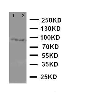 DISC1 Antibody (aa74-91)