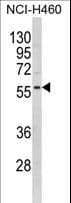 KCNJ2 / Kir2.1 Antibody (aa401-427)