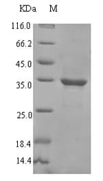Pea HSP18.1 Protein (Recombinant 6His-SUMO, N-terminus)