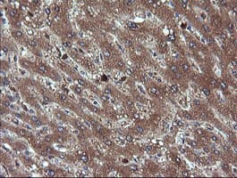 CHGA / Chromogranin A Antibody (clone OTI1B7, Carrier-free)
