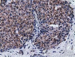 NT5DC1 Antibody (clone OTI2B12)