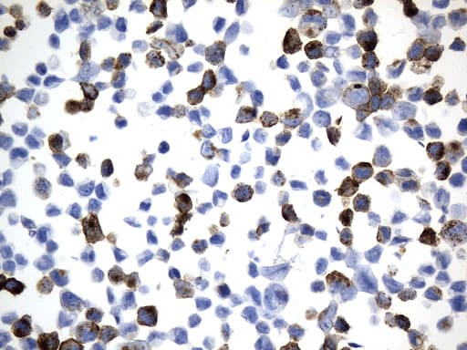 MME / CD10 Antibody (aa411-750, clone UMAB236)