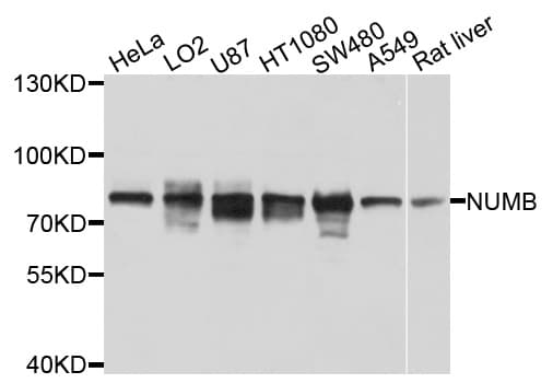 NUMB Antibody