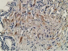 OGFOD1 Antibody (clone OTI1D9)