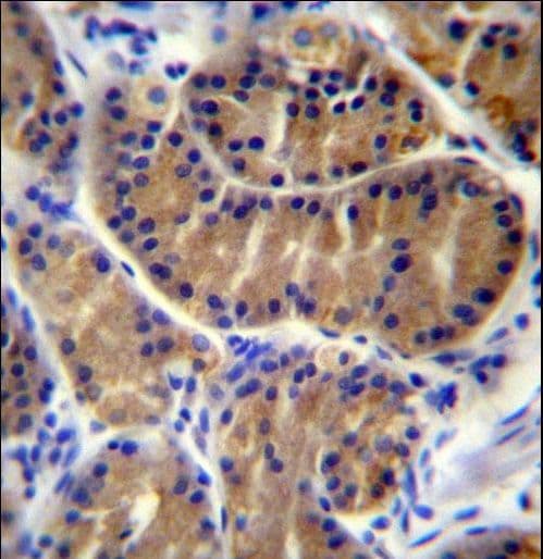 IL17B Antibody (aa39-66)