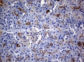 BNIP1 Antibody (clone OTI2G8)