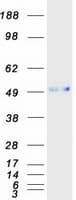 Human IGSF4C / CADM4 Protein (Recombinant Myc-DDK (Flag))