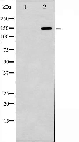 ARHGAP35 / GRLF1 Antibody (phospho-Tyr1105)