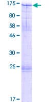 Human MCM10 Protein (Recombinant GST)
