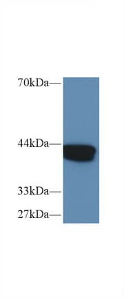 IVD Antibody (APC)