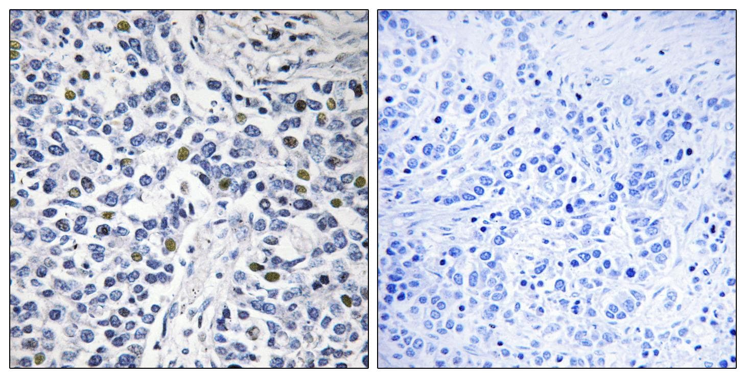 RAD9A / RAD9 Antibody