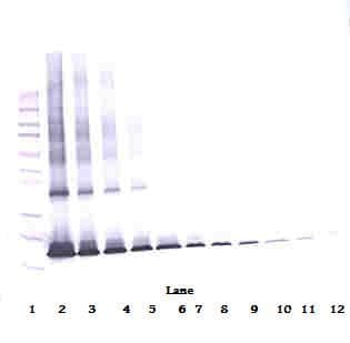 IHC-plus™ IL1RN Antibody