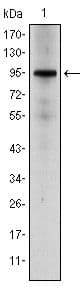 Monoclonal Mouse anti-Human NR3C1/Glucocorticoid Receptor Antibody (clone 6000000, IHC, IF, WB)