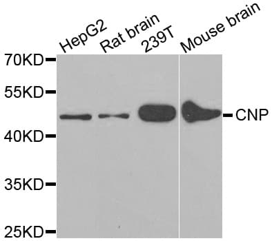 PathPlus™ CNPase Antibody