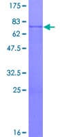 Human CPA3 Protein (Recombinant GST)