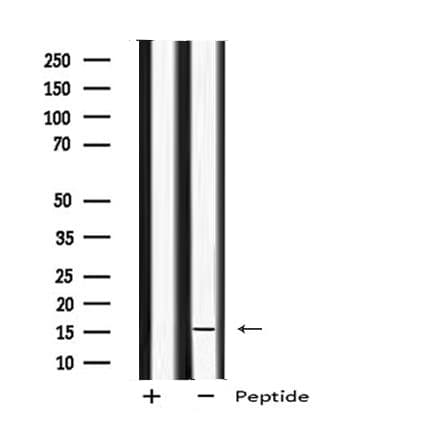 MED9 Antibody