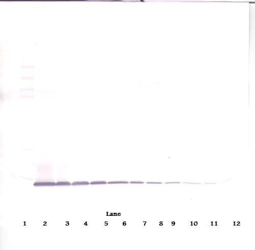 CXCL10 / IP-10 Antibody