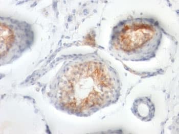 Basigin / Emmprin / CD147 Antibody (clone BSG/963, Ready-to-Use)