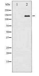 ABL1 / c-ABL Antibody