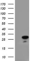 RGS16 Antibody (clone OTI1F3)