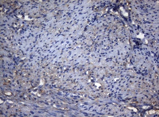 ADH5 Antibody (aa1-266, clone OTI5G4)