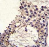 Polyclonal Rabbit anti-Human OTOA Antibody (aa92-120, IHC, WB)